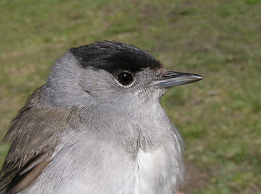 Blackcap, Sundre 20070505